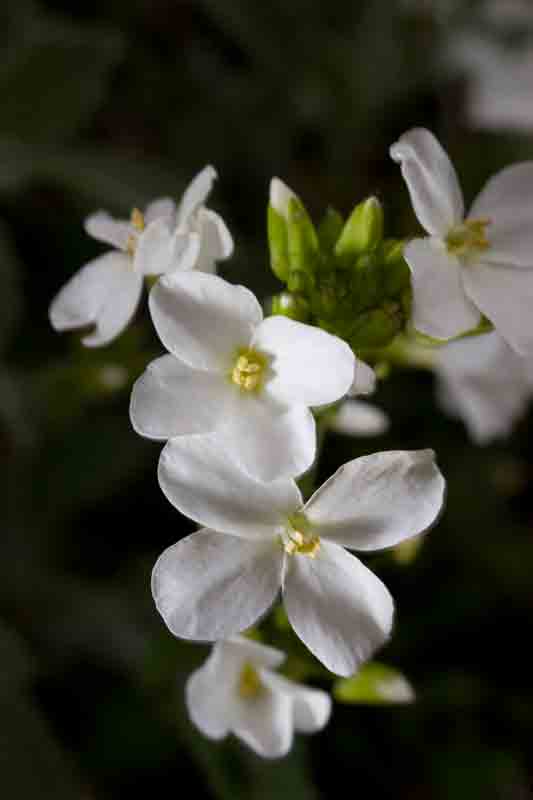 Pianta laziale 2 - Arabis alpina s.l.